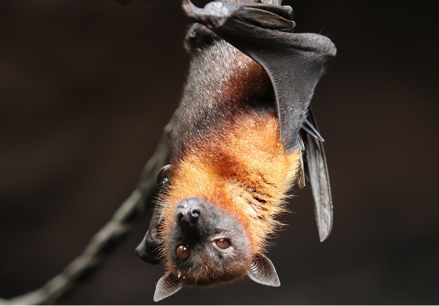 Bat. Signe Allerslev (Pixabay).